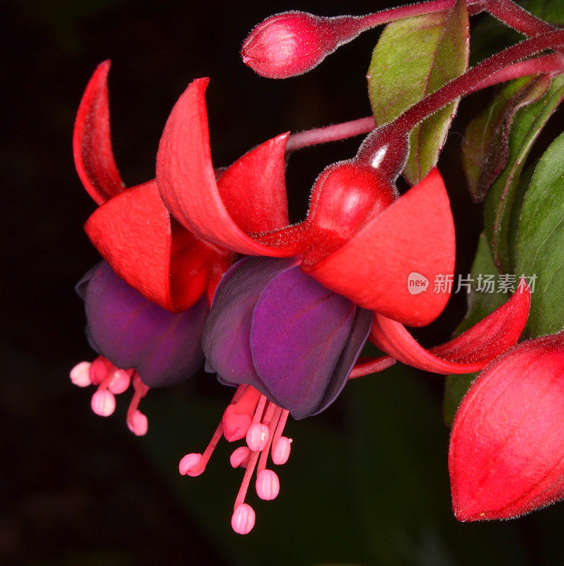 梅红magellanica (fam)。柳叶菜科)花钟